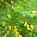 Caragana microphylla P1C (2)